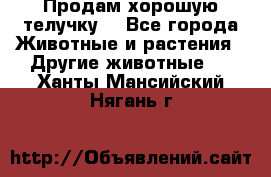 Продам хорошую телучку. - Все города Животные и растения » Другие животные   . Ханты-Мансийский,Нягань г.